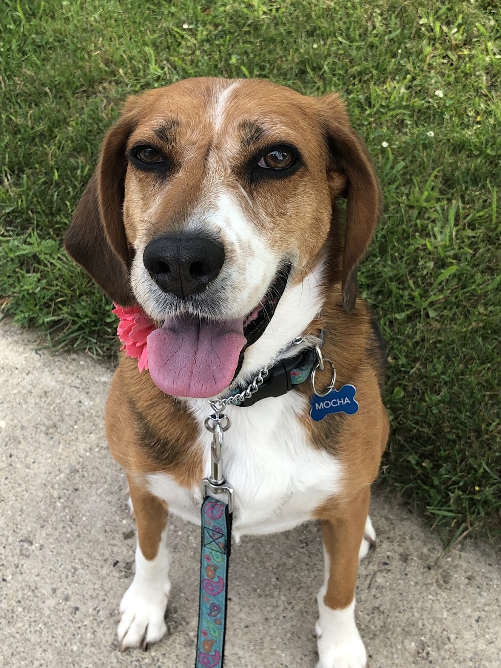 Sonni Moo Pets | 43 Tweed Crescent, London, ON N5X 1Z5, Canada | Phone: (519) 872-7760