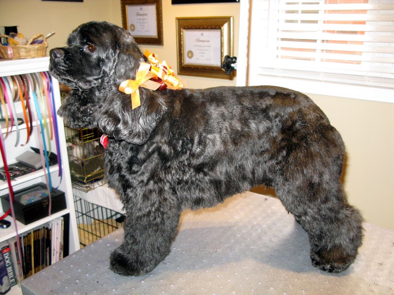 Sassytails Dog Grooming | 98 Ebury Crescent, London, ON N6C 3E2, Canada | Phone: (416) 414-6014