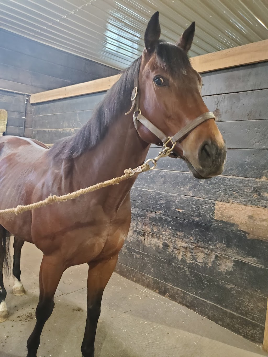 Allardyce Farm/Hemmingford Equestrian Center | 459 Chem. Lavallée, Hemmingford, QC J0L 1H0, Canada | Phone: (514) 238-9787