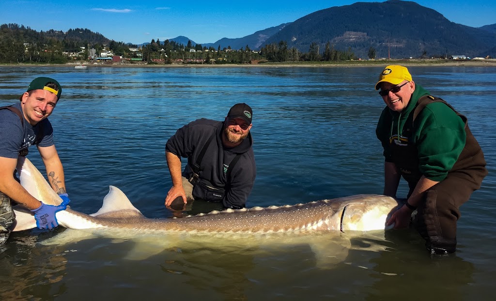 Fraser Fishing Adventures | 3614 Walden St, Abbotsford, BC V2S 6V5, Canada | Phone: (604) 556-4937