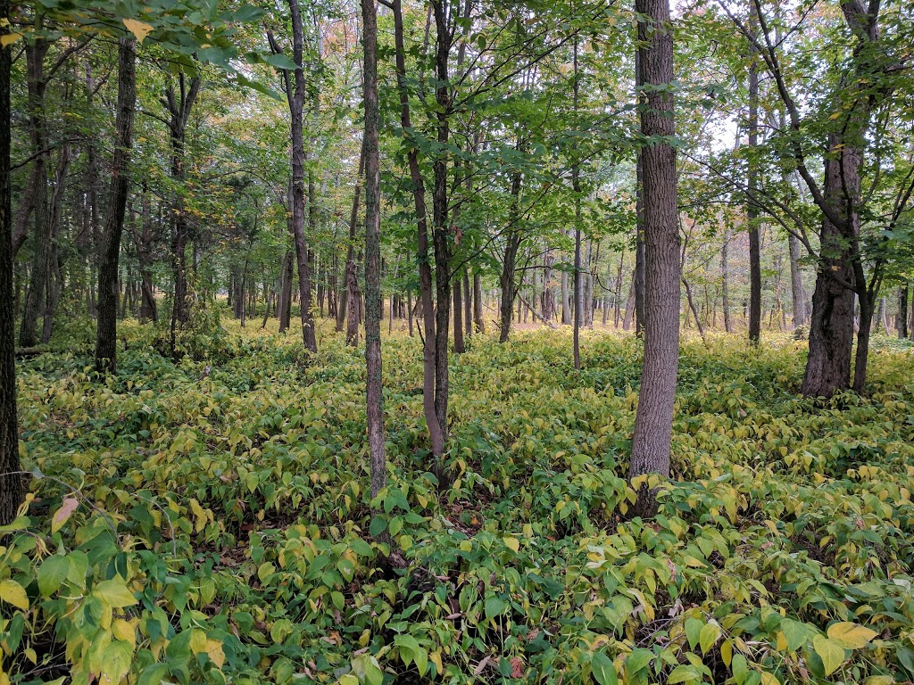 Robert Wehle State Park | 5182 N School House Rd, Henderson, NY 13650, USA | Phone: (315) 938-5302