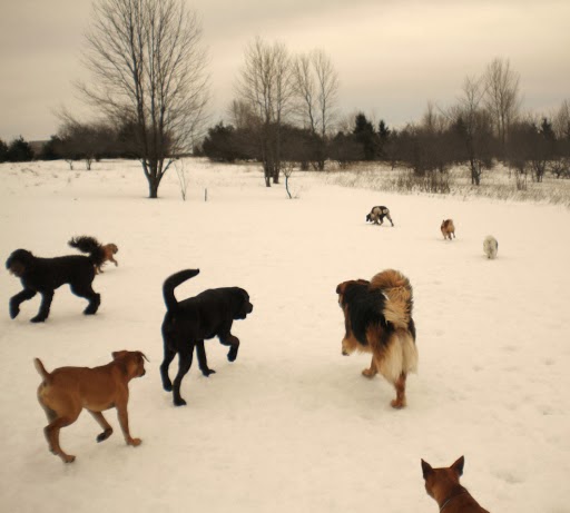 Kates K9 Services | 425 Cuckoos Nest Rd, Beckwith, ON K7A 4S7, Canada | Phone: (613) 608-4742