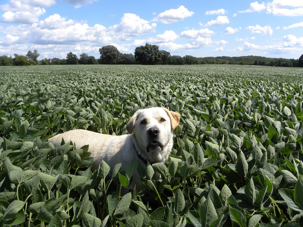 Blaindale Farms Ltd | 1289 Brant County Hwy 54, Caledonia, ON N3W 2G9, Canada | Phone: (905) 765-6583