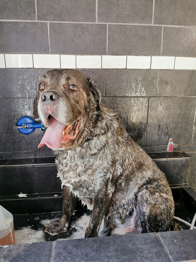 Mitchs Dog Grooming | 1038 Point Rd, White Lake, ON K0A 3L0, Canada | Phone: (613) 277-0386