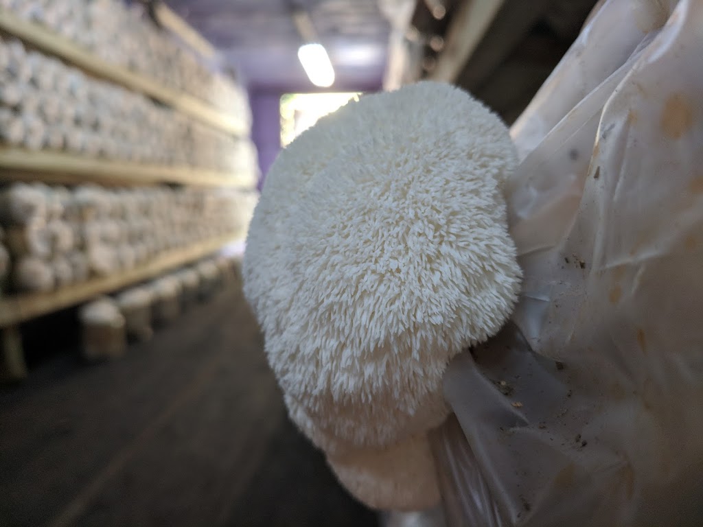 Mushroom Kingdom | 5278 248 St, Aldergrove, BC V4W 1A7, Canada | Phone: (778) 551-0909
