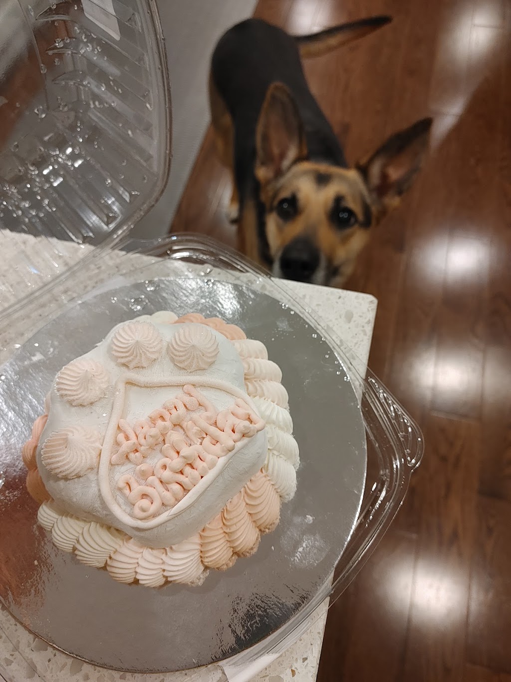 Beagle Bakery | Pine Ave S, Mississauga, ON L5H 2P5, Canada | Phone: (905) 483-6720