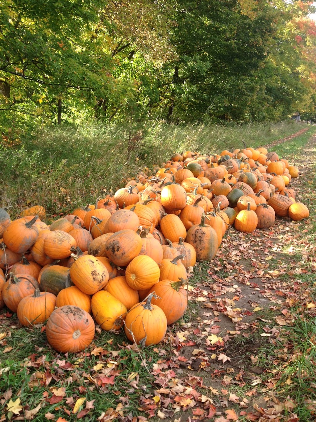 Fosters Family Farm | 609 County Rd 25, Midland, ON L4R 4K4, Canada | Phone: (705) 526-8149