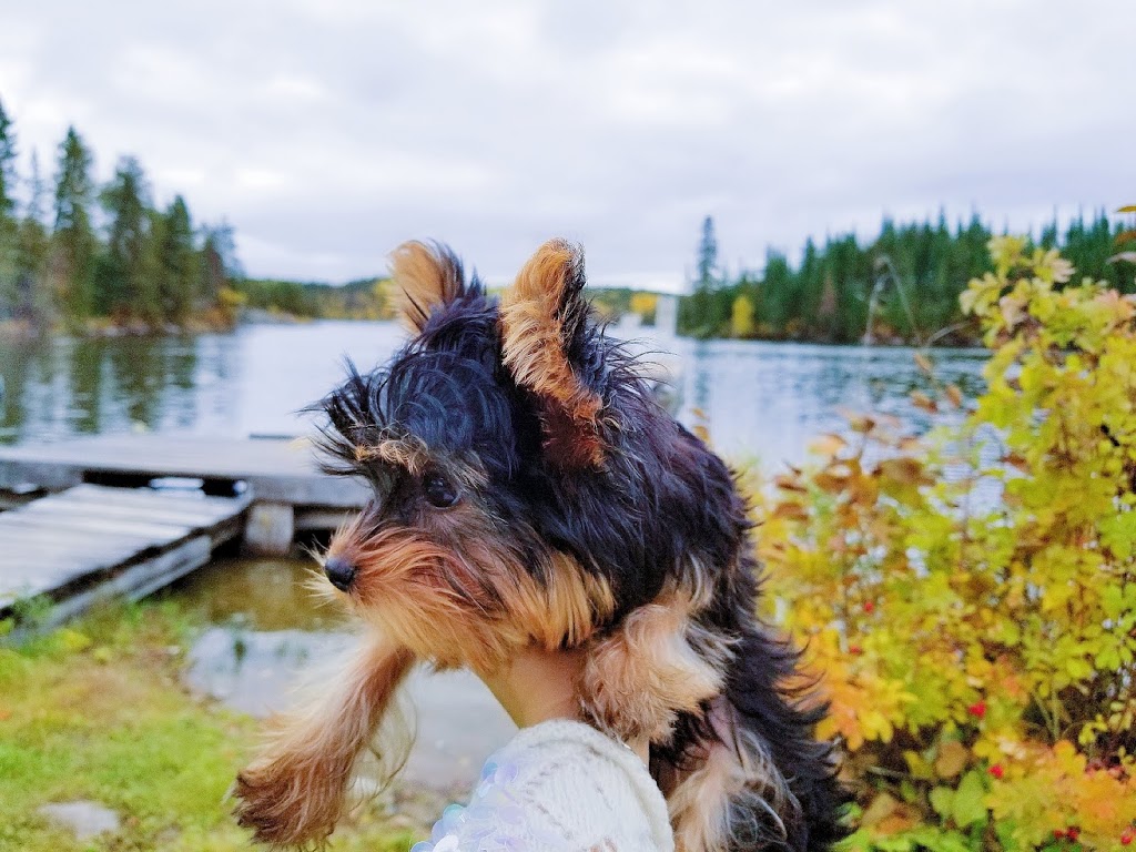 Bridgwater Veterinary Hospital & Wellness Center | 100-350 North Town Road, Winnipeg, MB R3Y 0Y4, Canada | Phone: (204) 452-0911