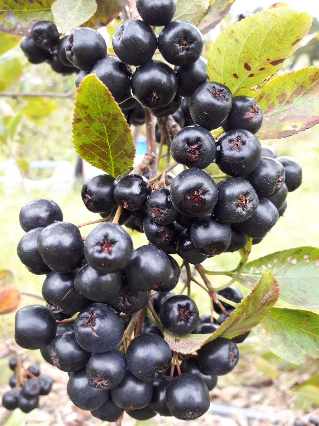 Aux Champs Mère-Terre | 35 Chem. Fontaine, Mansonville, QC J0E 1X0, Canada | Phone: (450) 525-3546