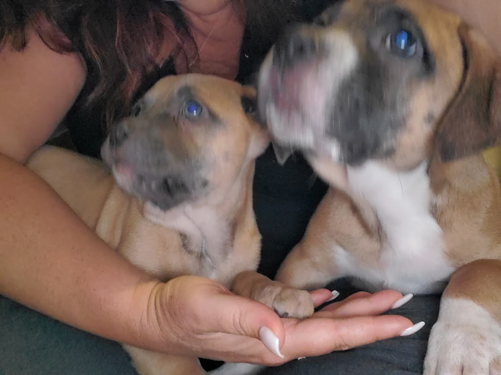 SPCA Fort Erie | 410 Jarvis St, Fort Erie, ON L2A 2T1, Canada | Phone: (905) 871-2461