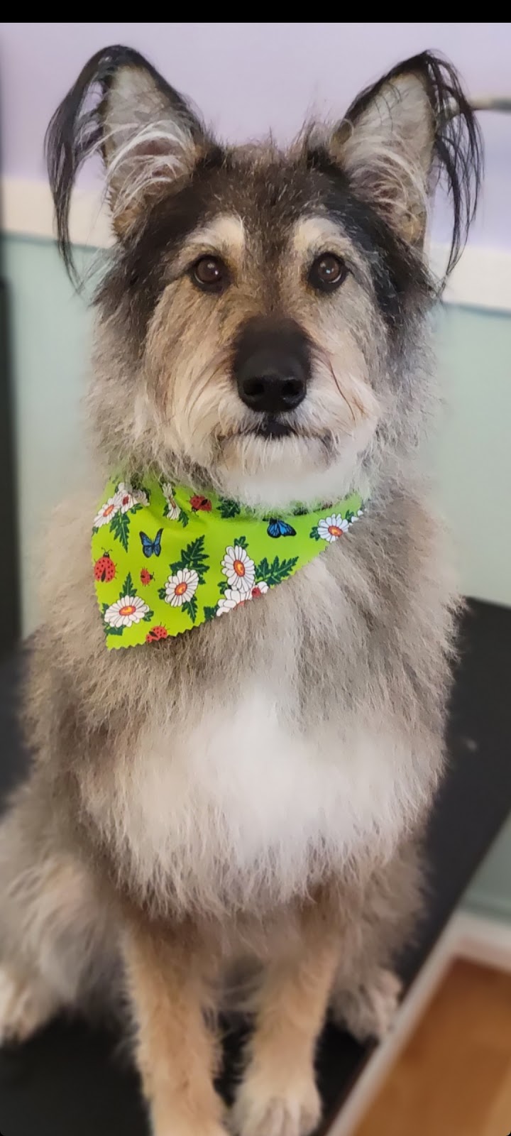 Knotty Dogs Grooming | 30 Roberts St, Ladysmith, BC V9G 1A2, Canada | Phone: (250) 619-0009