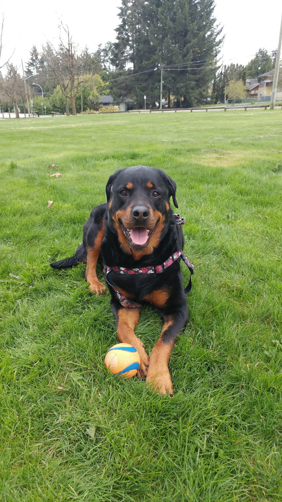 Royal Kwantlen Park | 13035 104 Ave, Surrey, BC V3T 1T8, Canada