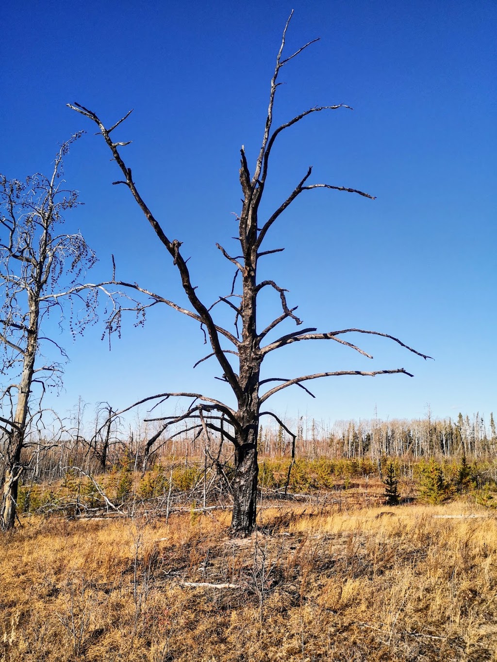 Opal Natural Area | Thorhild County No. 7, AB T0A 2R0, Canada