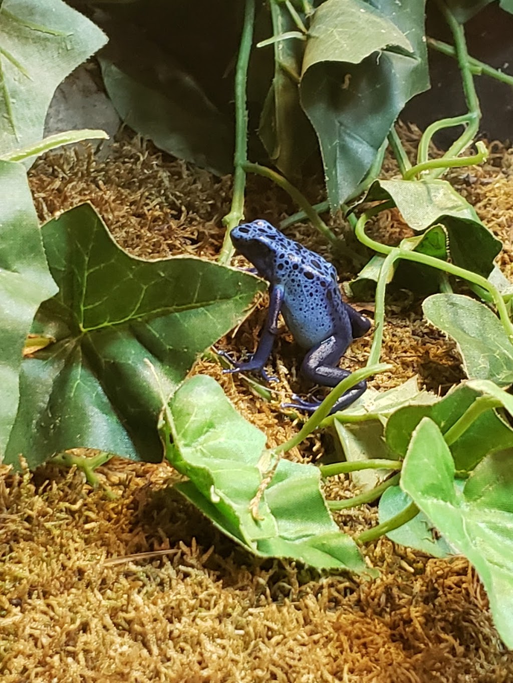 Little Rays Reptile Zoo and Nature Centre- Hamilton | 869 Barton St E, Hamilton, ON L8L 3B4, Canada | Phone: (905) 549-6868