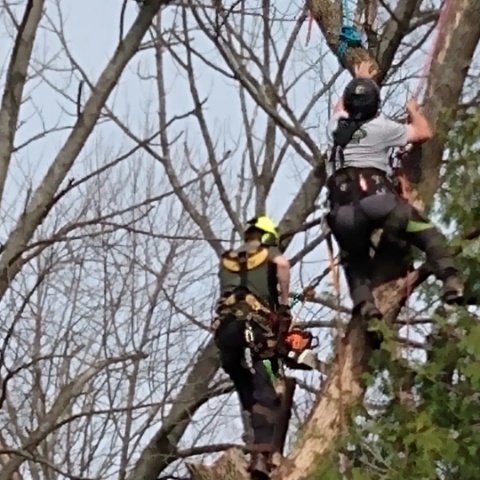 Davez Tree Service | 45 Cedar St, Collingwood, ON L9Y 3A4, Canada | Phone: (705) 606-6860