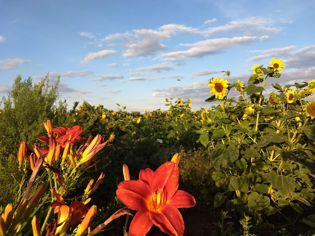 Prairie Urban Farm | 118 St NW, Edmonton, AB T6H 2V8, Canada | Phone: (780) 492-4598
