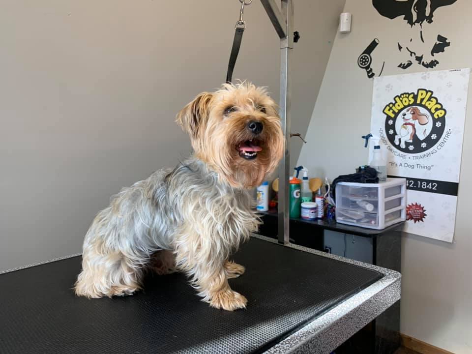 Fidos Place Doggy Daycare, Grooming and Training Centre (Weyburn) | 325 Queen St, Weyburn, SK S4H 2L2, Canada | Phone: (306) 842-1842