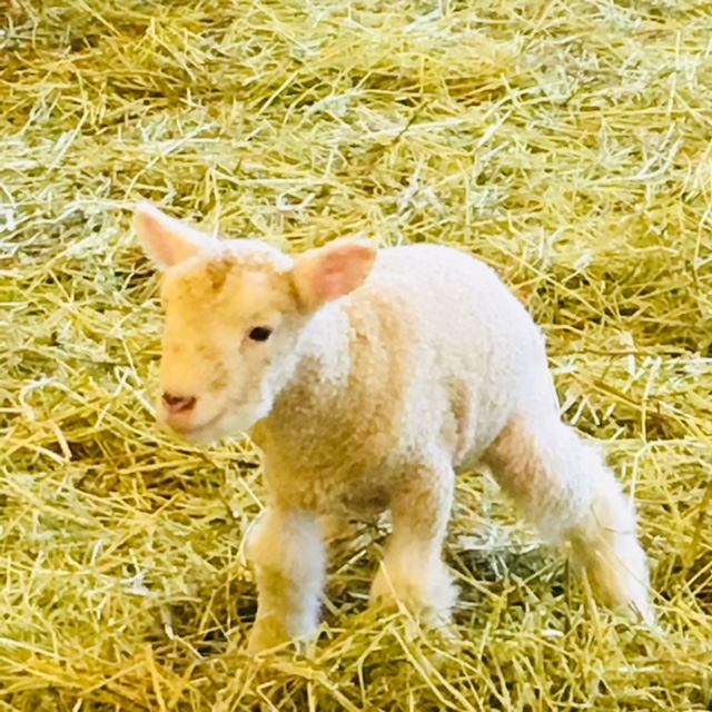 Valensbrae Sheep Farm | 1527 97, Puslinch, ON N0B 2J0, Canada | Phone: (905) 659-7253