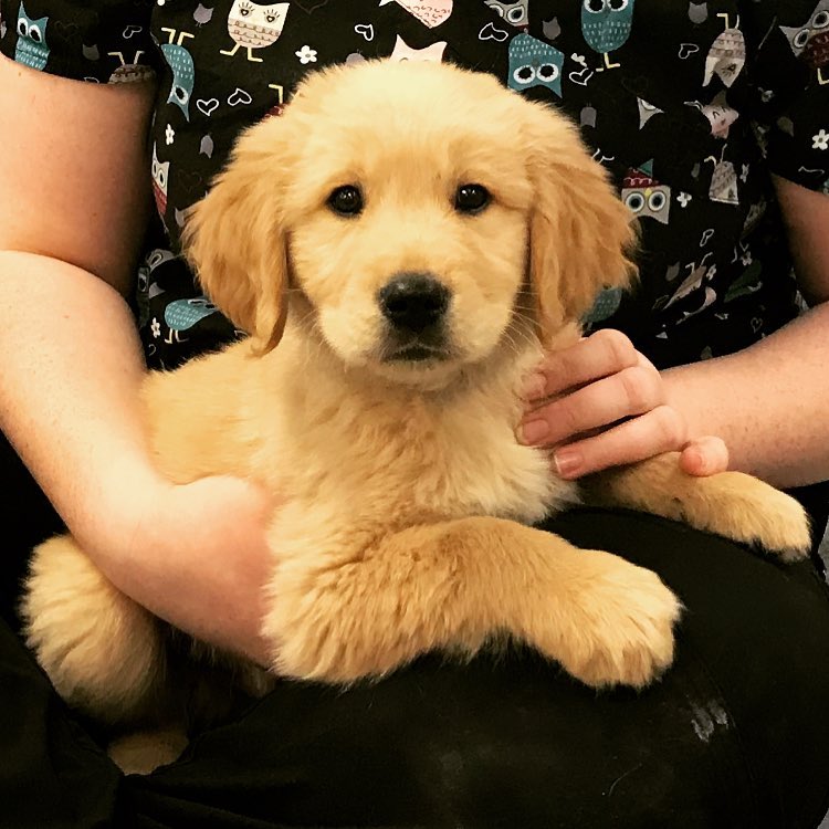 Blue Mountain Veterinary Services | 728380 Side Rd 21, Clarksburg, ON N0H 1J0, Canada | Phone: (519) 599-7777