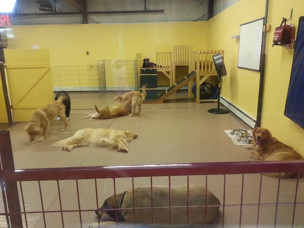 Wag Canine Recreation Centre | 10 Lawrence St, Amherst, NS B4H 3G5, Canada | Phone: (902) 660-9244