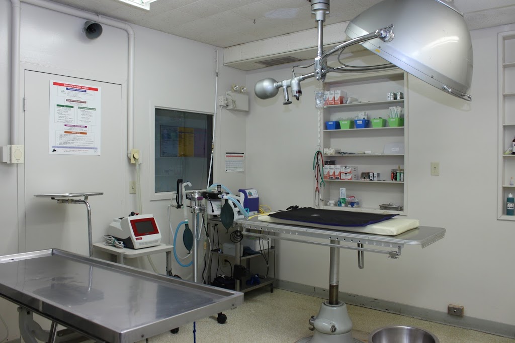 Clearwater Animal Hospital | 1117 Walker Rd, Windsor, ON N8Y 2N8, Canada | Phone: (519) 253-7204