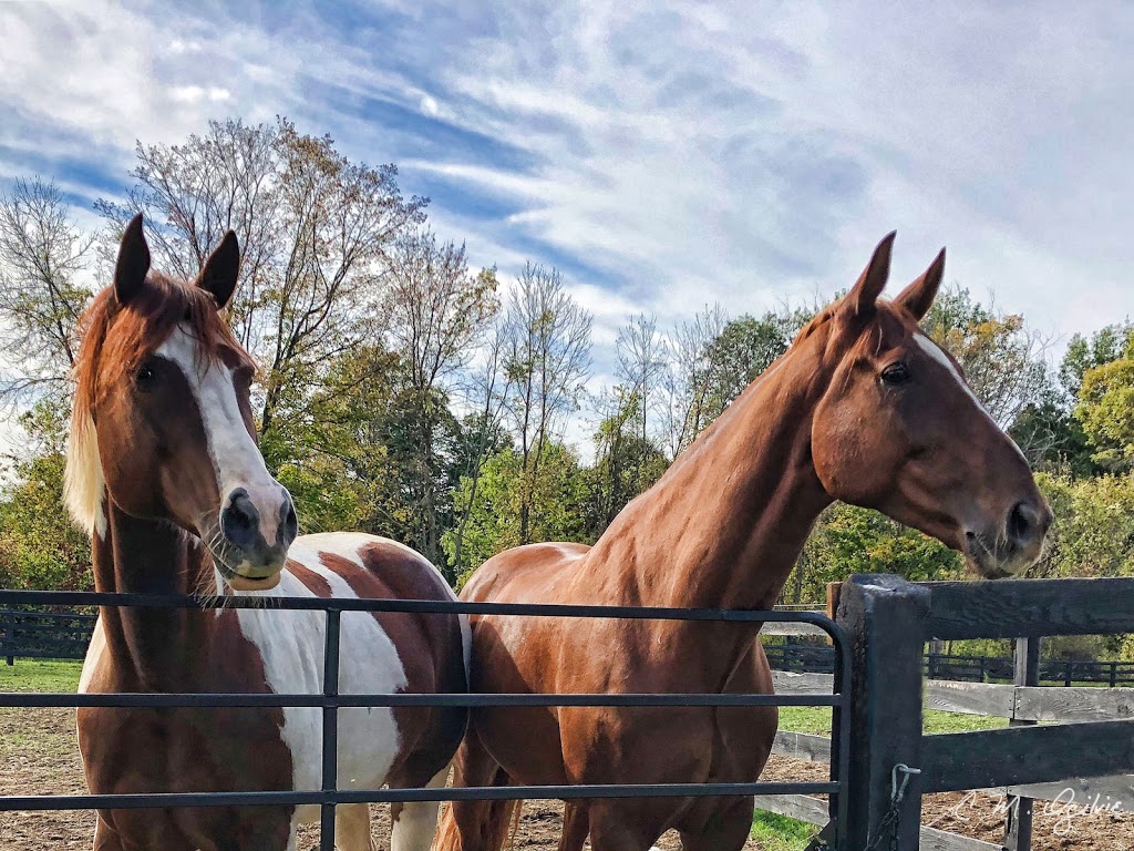 Dei Equorum Stables | 2228 Hallecks Rd W, Brockville, ON K6V 5T3, Canada | Phone: (613) 802-0544
