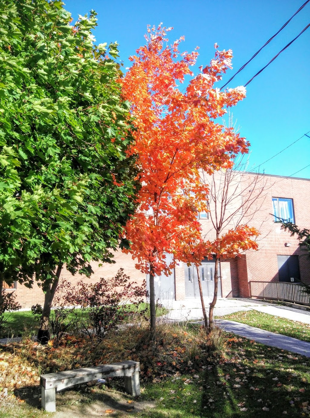 Albert Campbell Collegiate Institute | 1550 Sandhurst Cir, Scarborough, ON M1V 1S6, Canada | Phone: (416) 396-6684