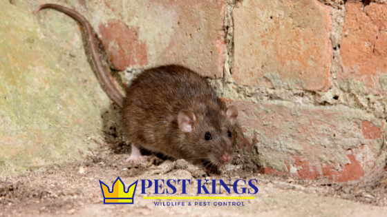 Bolton Pest Kings Wildlife Removal & Pest Control | 15 Shore St, Bolton, ON L7E 4T7, Canada | Phone: (905) 406-0547
