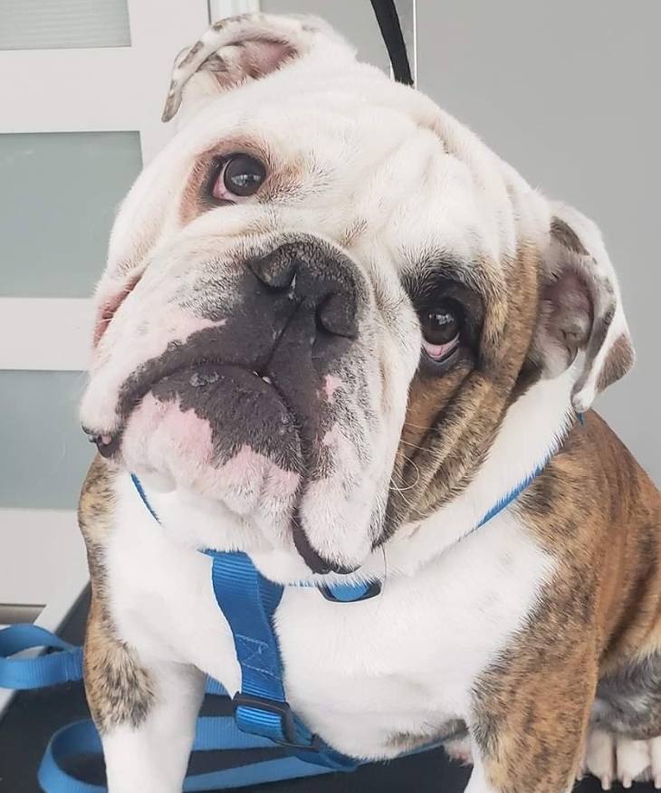 TARAS PET GROOMING | 171 Donald St, Napanee, ON K7R 2V3, Canada | Phone: (613) 328-9270