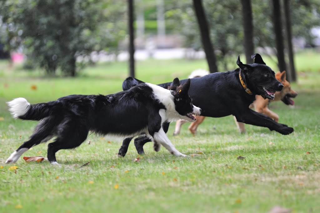 Wagtime Kennels | 1183 Beitz Rd, Breslau, ON N0B 1M0, Canada | Phone: (519) 496-8195