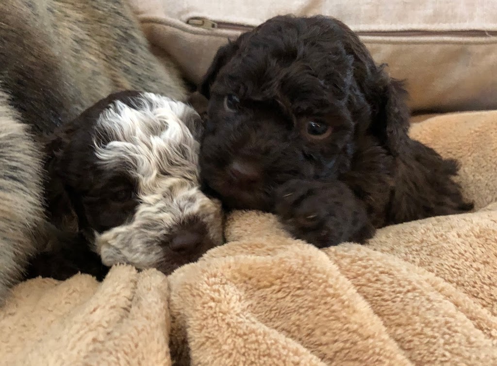 Wheatnbrook Kennels | 30127 St Clair Pkwy, Wallaceburg, ON N8A 4L1, Canada | Phone: (519) 365-4519