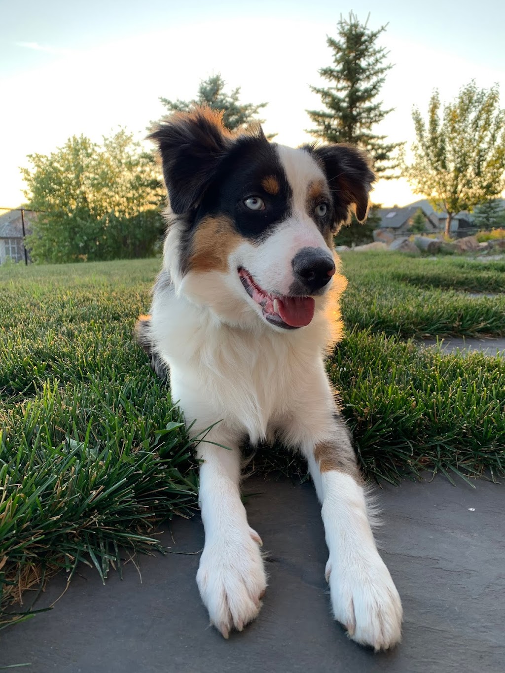 The Jogging Dog | 14 W McGonigle Pl, Cochrane, AB T4C 1L4, Canada | Phone: (403) 389-7737