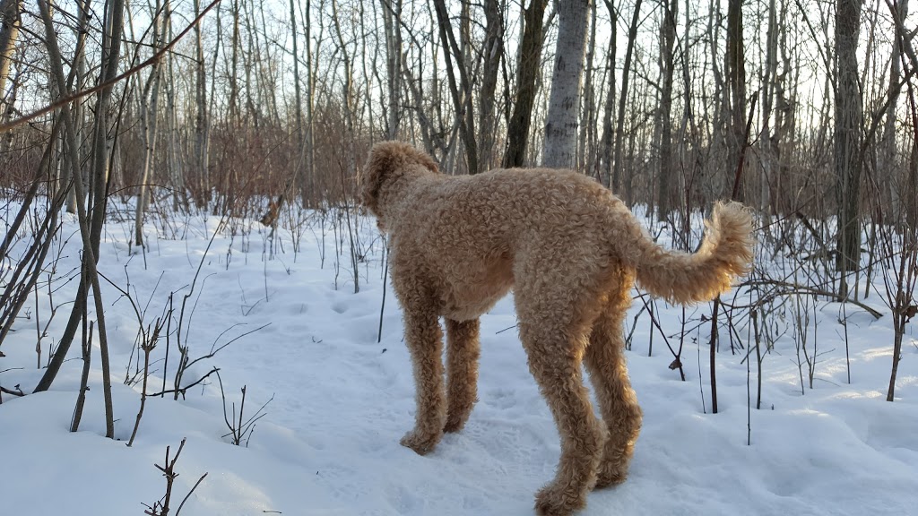Brenda Leipsic Off-leash Dog Park | Hurst Way, Winnipeg, MB R3T 0W7, Canada | Phone: (877) 311-4974