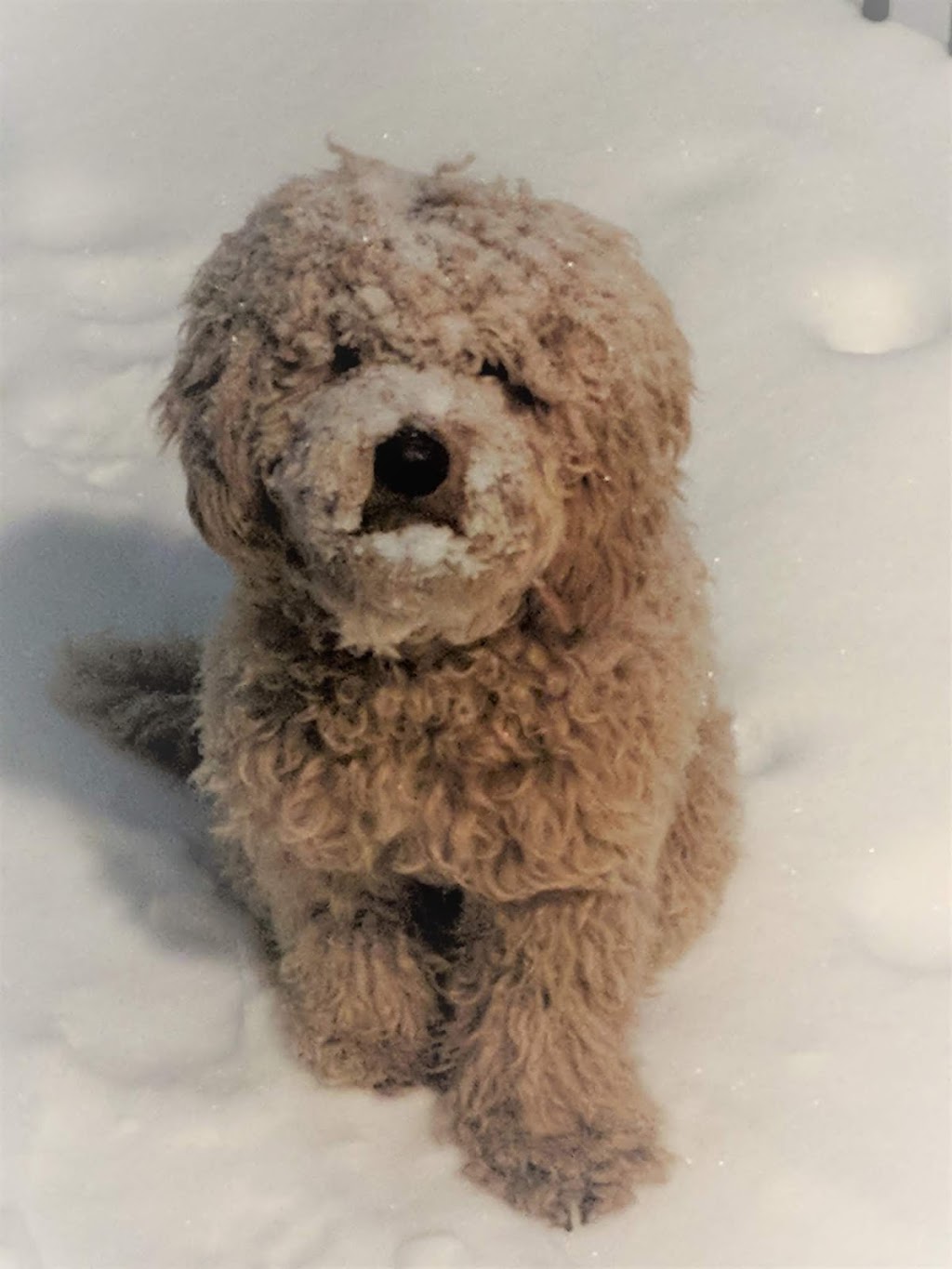 St Norbert Animal Hospital | 3311 Pembina Hwy, Winnipeg, MB R3V 1T7, Canada | Phone: (204) 261-7376
