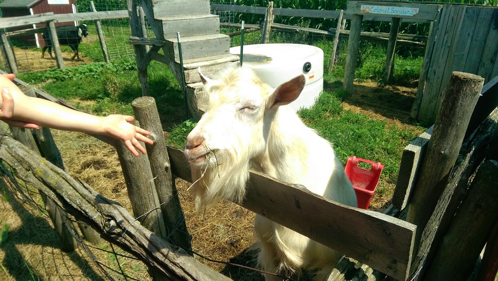 Old McDonalds Farm | 14369 County Rd 145, Sackets Harbor, NY 13685, USA | Phone: (315) 583-5737