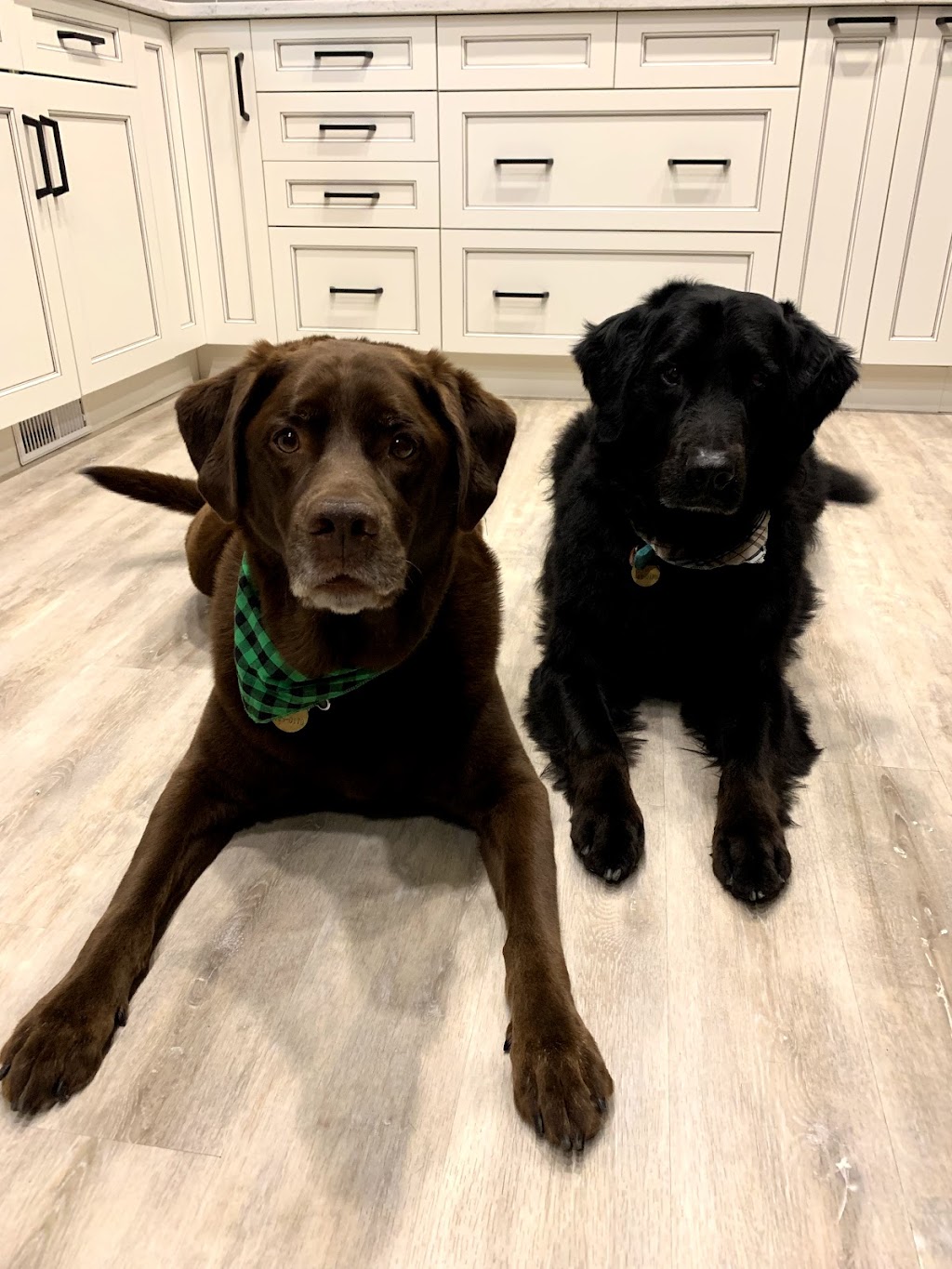 Goodfellow Pet Services | 8997 96 Ave, Fort Saskatchewan, AB T8L 1E3, Canada | Phone: (780) 910-4182
