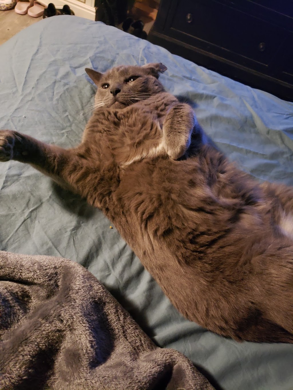 Halifax Kitty Hotel | 23 Robert Dr, Dartmouth, NS B2W 2A1, Canada | Phone: (902) 989-7297