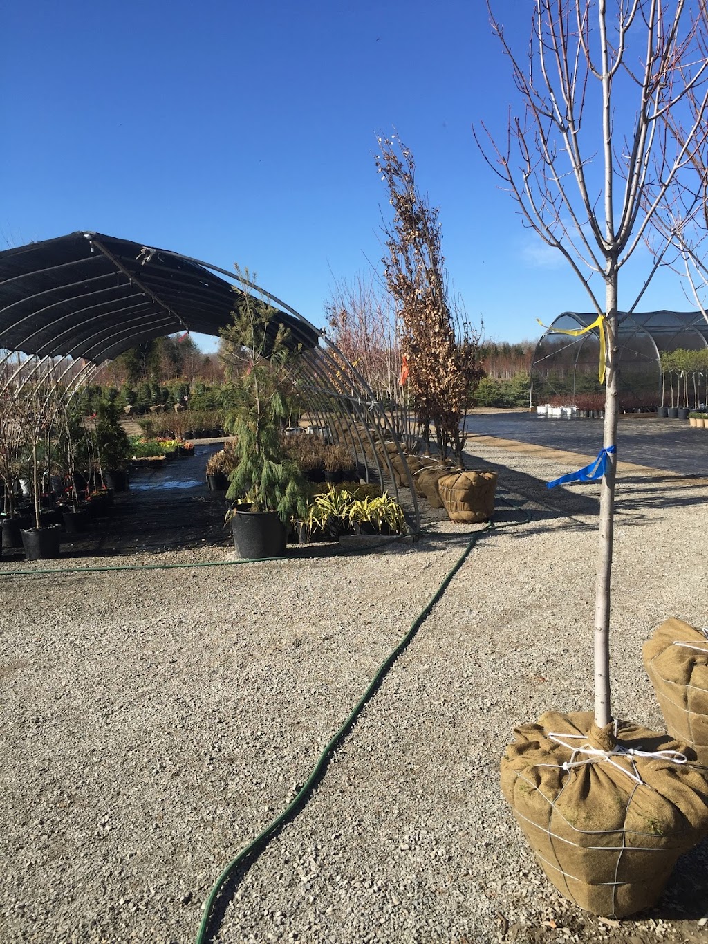 Everest Nurseries (Wholesale only at this location) | 470 Bruce County Rd 8, Wiarton, ON N0H 2T0, Canada | Phone: (519) 935-3186