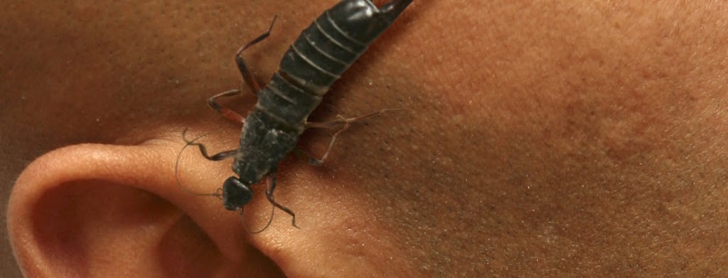 Reliable Pest Control | 1730 McPherson Ct, Pickering, ON L1W 3E6, Canada | Phone: (888) 831-2727