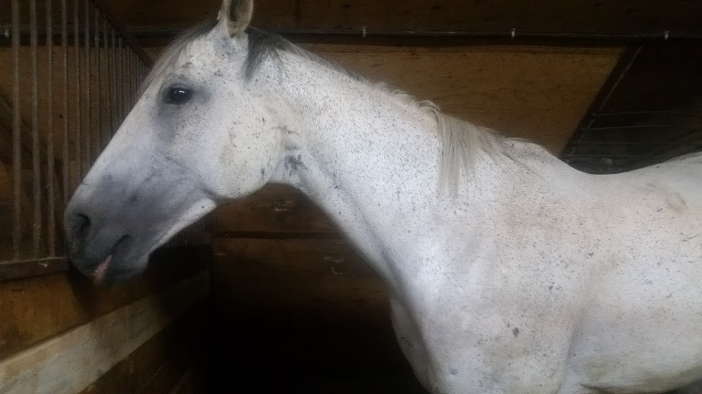 Ranch Chevaletre Inc | 959 Rang Petit 8, Saint-Valérien-de-Milton, QC J0H 2B0, Canada | Phone: (450) 278-2015