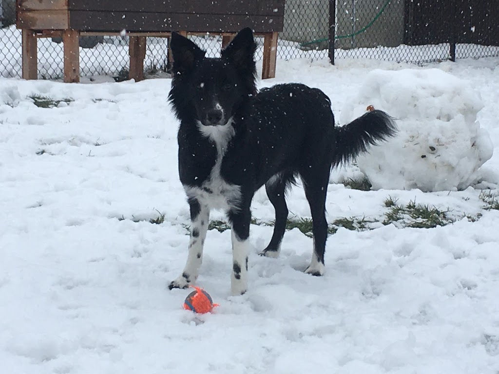 Joëlle Hamelin, intervenante en comportement canin | 119, boul. Sir-Wilfrid-Laurier (route 116), Saint-Basile-le-Grand, QC J3N 1A1, Canada | Phone: (514) 668-0950