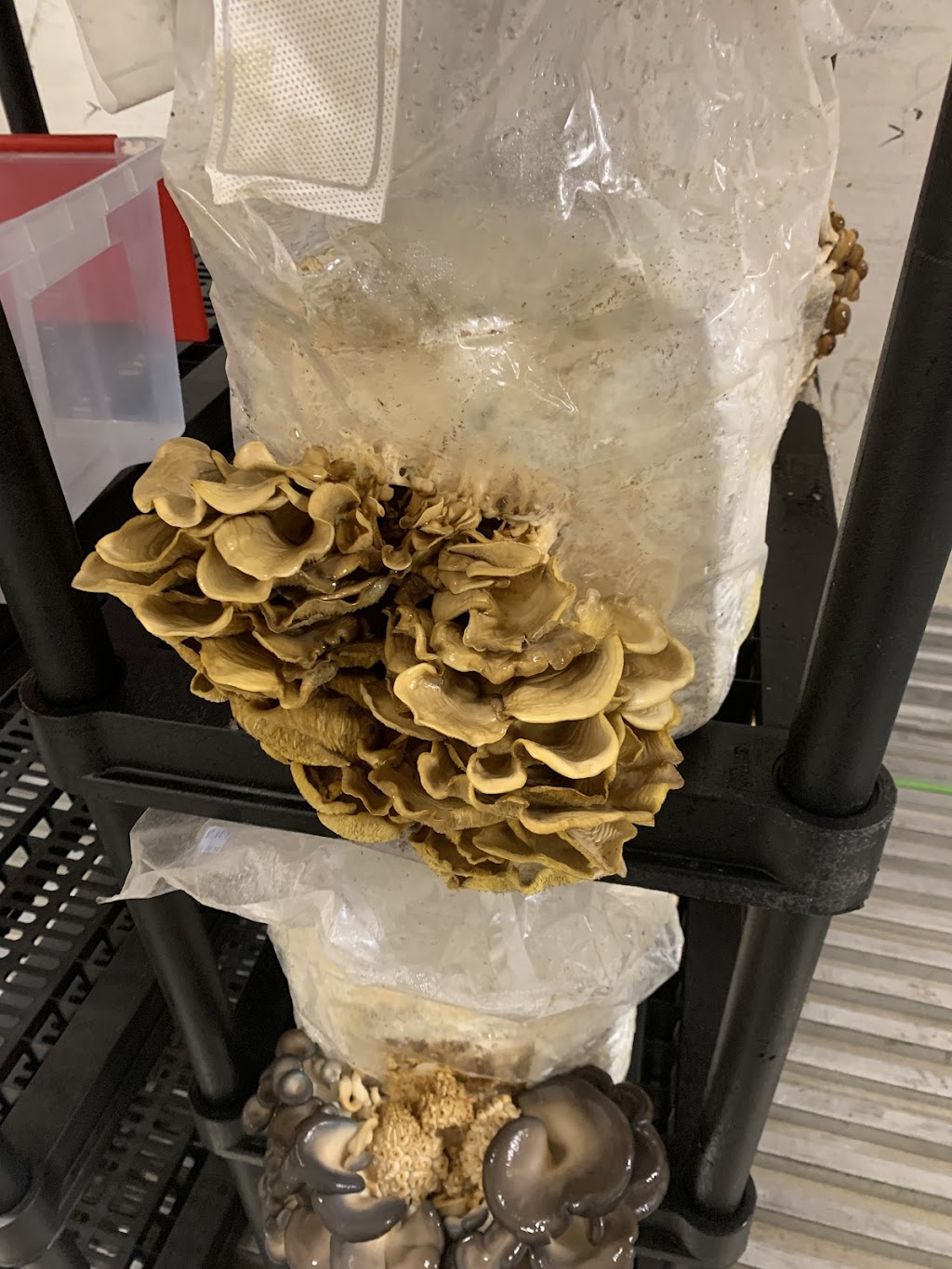 portperrymushrooms | 2360 Puckrin Dr, Seagrave, ON L0C 1G0, Canada | Phone: (416) 509-7127