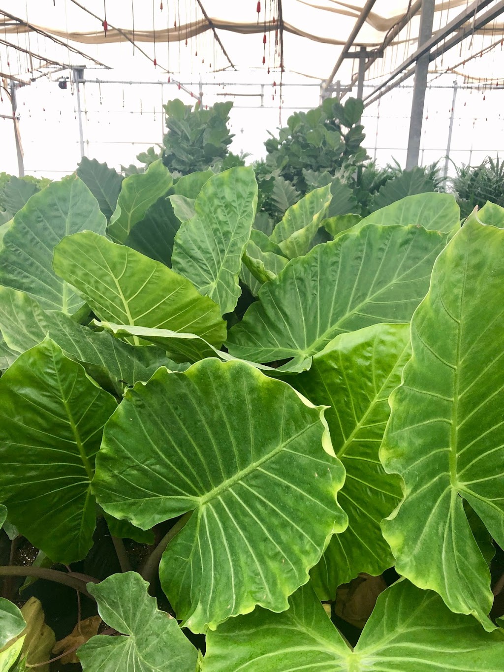Tropical Trading Co. | 1222 Norfolk County Rd 19, Wilsonville, ON N0E 1Z0, Canada | Phone: (519) 755-1285