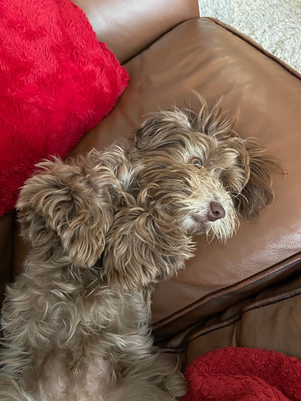 Moors Havanese | B24525, Side Rd 17, Beaverton, ON L0K 1A0, Canada | Phone: (705) 426-1517