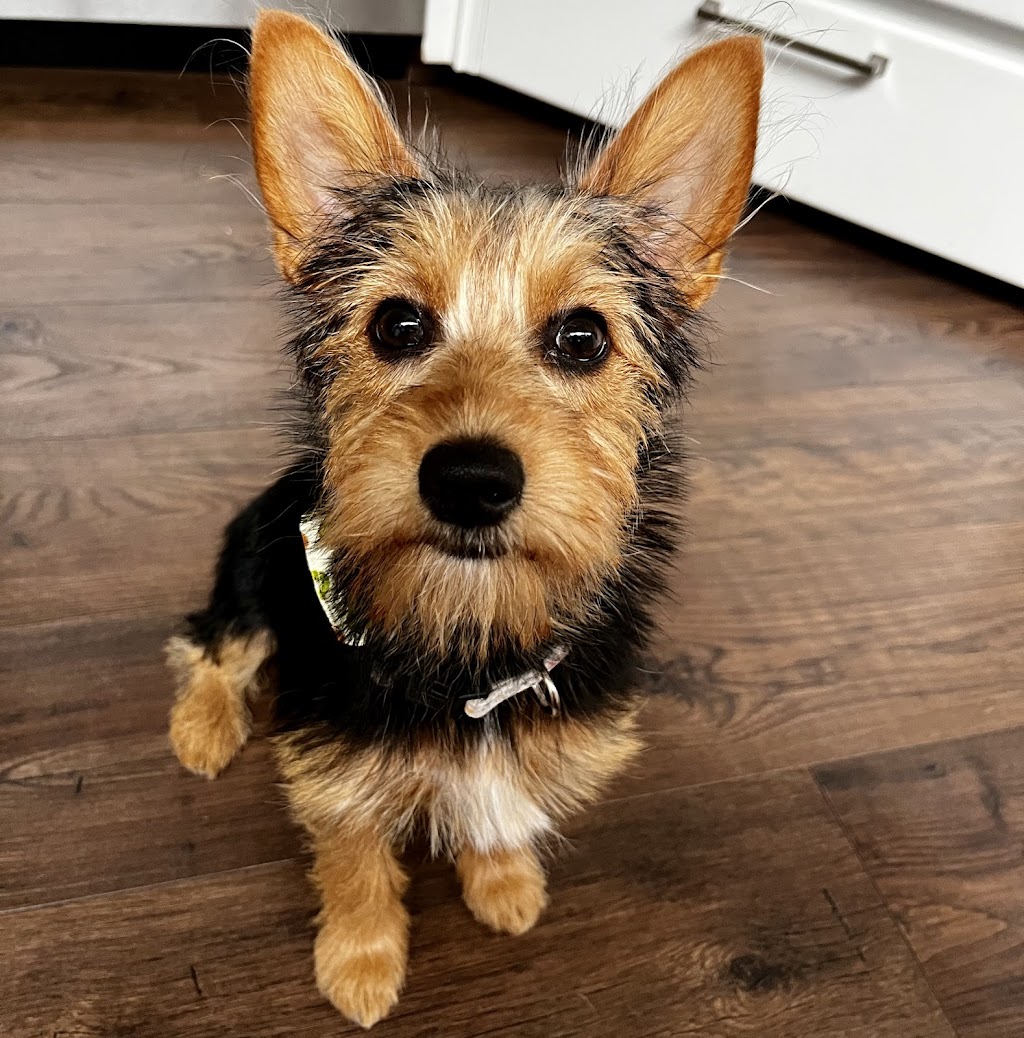 Doggy Shop Grooming | 33550 South Fraser Way #4, Abbotsford, BC V2S 5G7, Canada | Phone: (604) 855-1164
