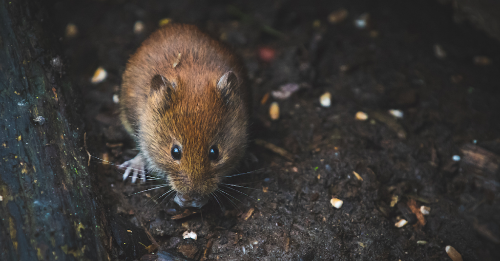 Pest Kings Wildlife & Pest Control | 30 Alphonsus Ct, Tottenham, ON L0G 1W0, Canada | Phone: (905) 406-0547