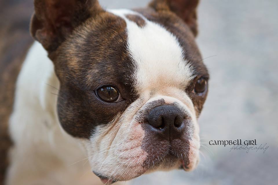 ​Prairie Valley Pet Services | 160 Broadway St W Back Lane Entrance, Fort QuAppelle, SK S0G 1S0, Canada | Phone: (306) 331-7778