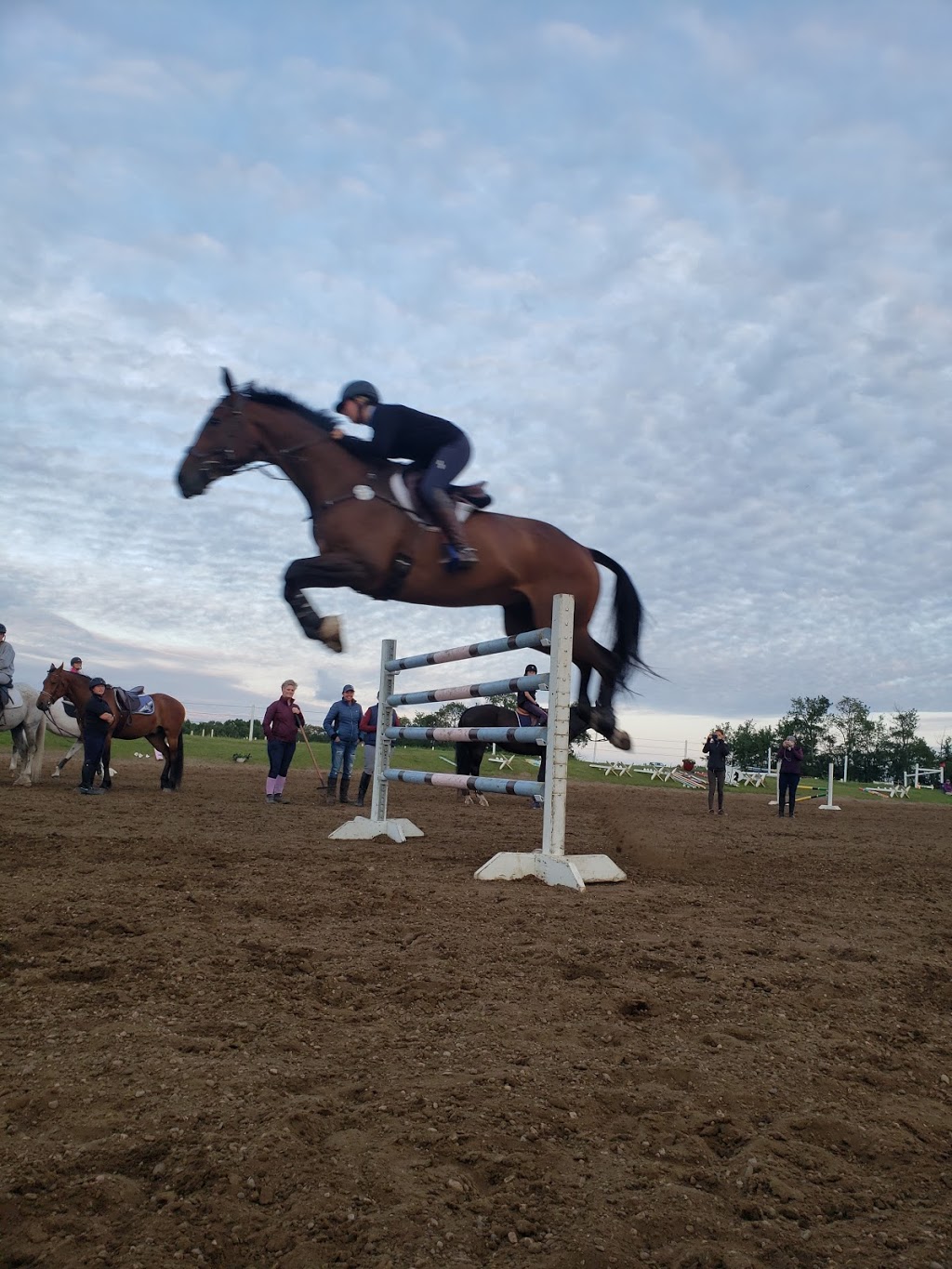 Extreme Stables | 23529 AB-605, Tees, AB T0C 2N0, Canada | Phone: (403) 783-3004