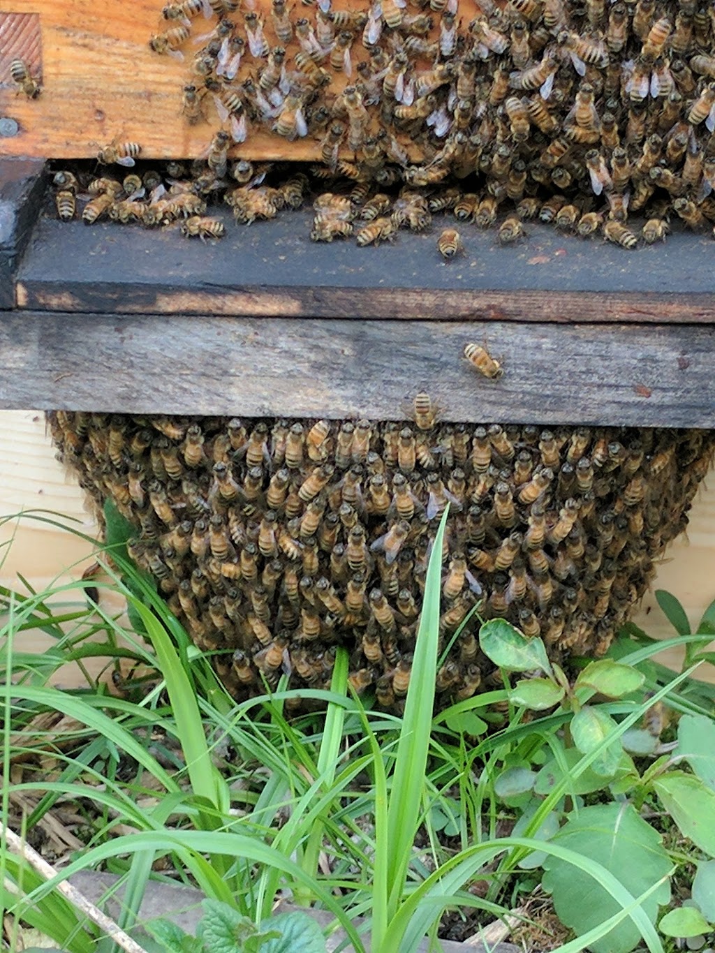 Apiculture Miel ! Mon mari | dIberville, 1268 Chemin de la Grande Ligne E, Le Haut-Richelieu, QC J0J 1S0, Canada | Phone: (450) 515-3030