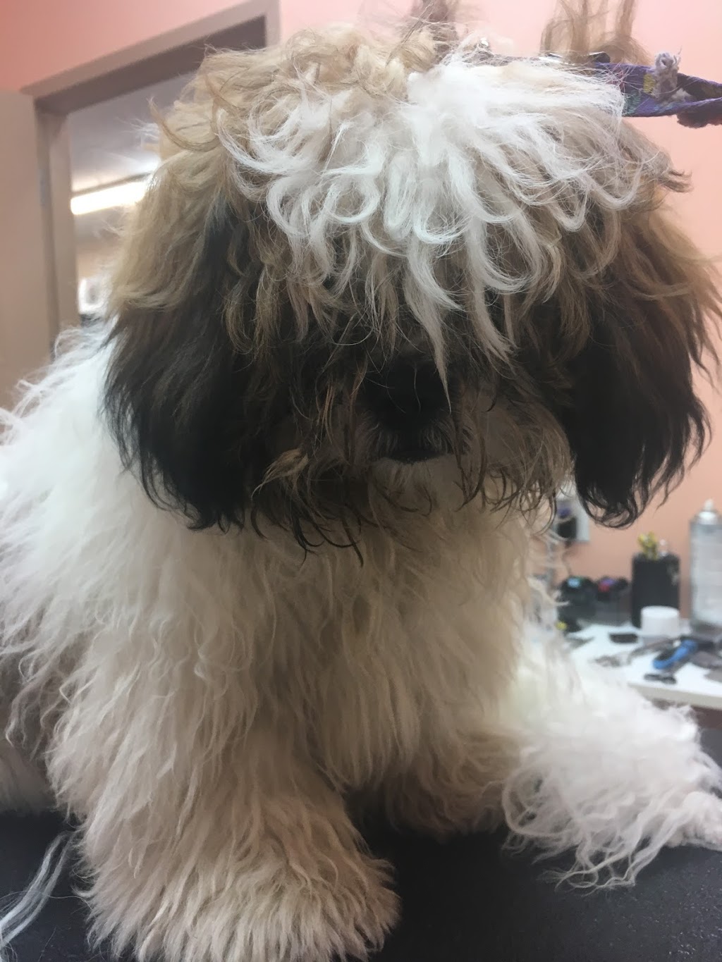 Pet Valu | 370 Main St N, Brampton, ON L6V 4A4, Canada | Phone: (905) 451-6513